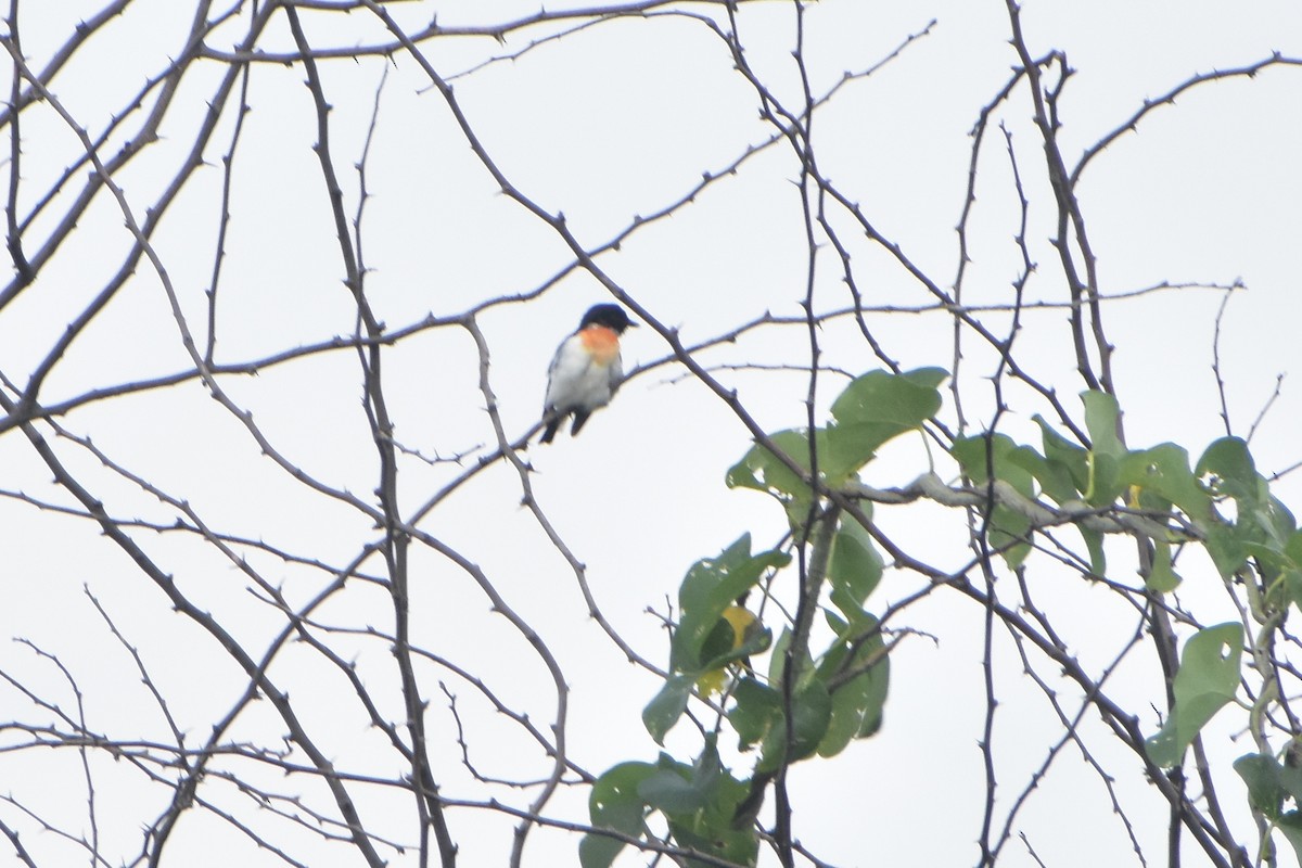Minivet Ventriblanco - ML640946130