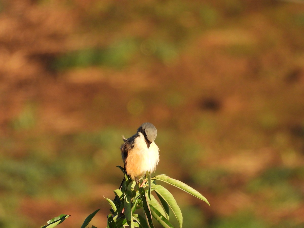 Long-tailed Shrike - ML640946160