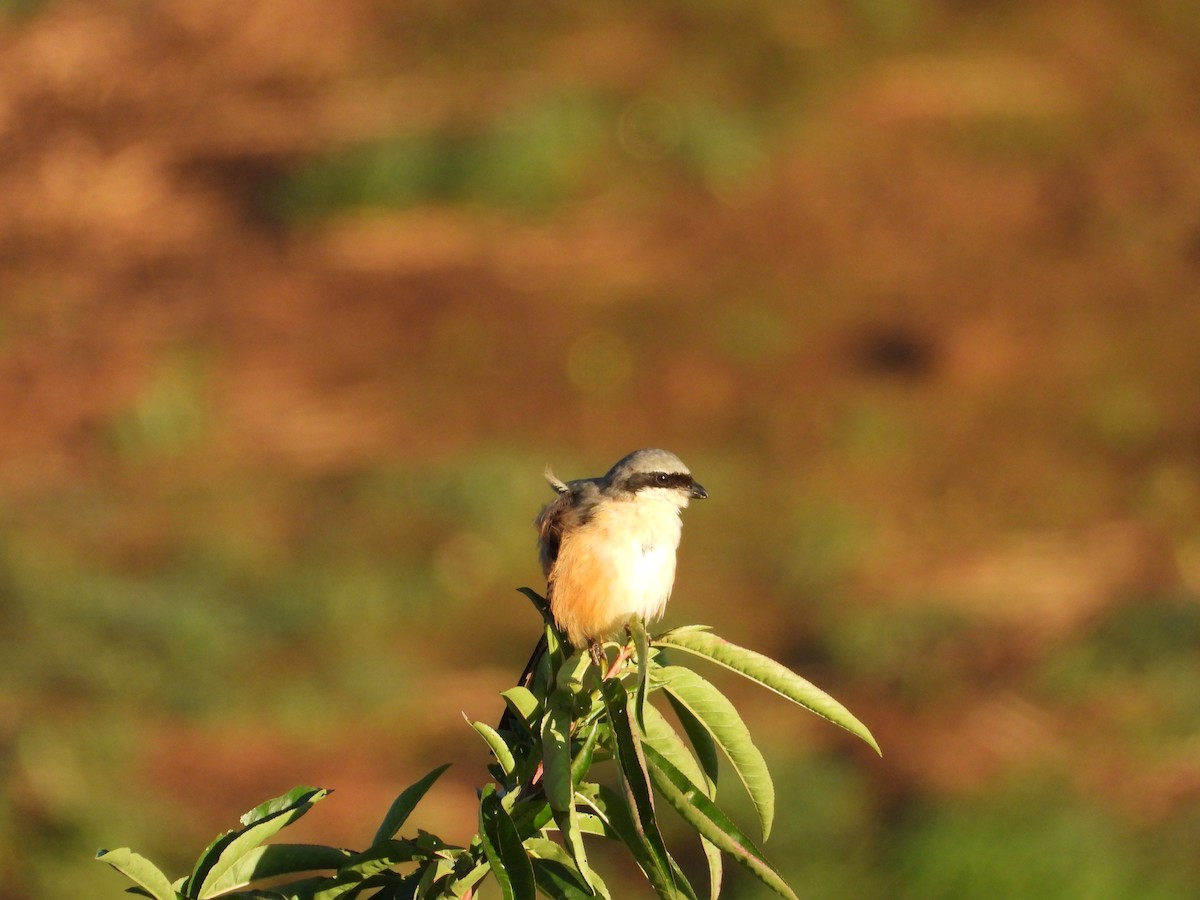 Long-tailed Shrike - ML640946161