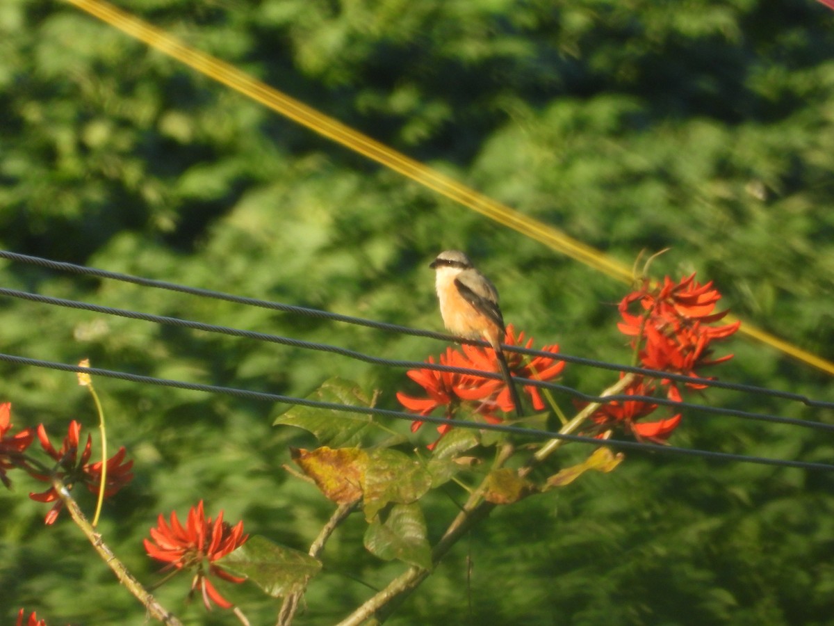 Long-tailed Shrike - ML640946162