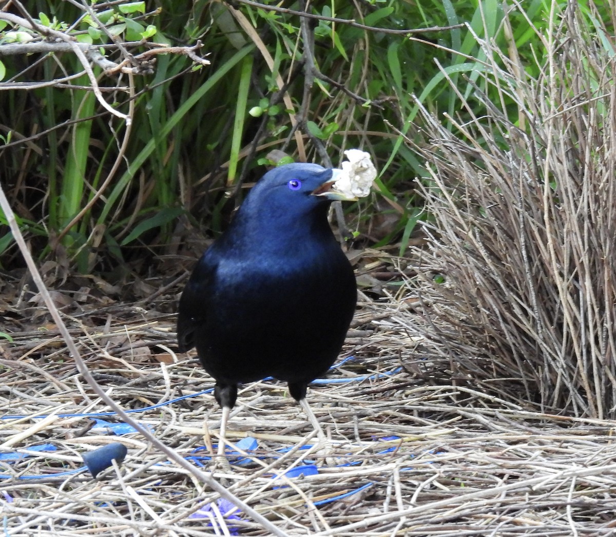Satin Bowerbird - ML640946178