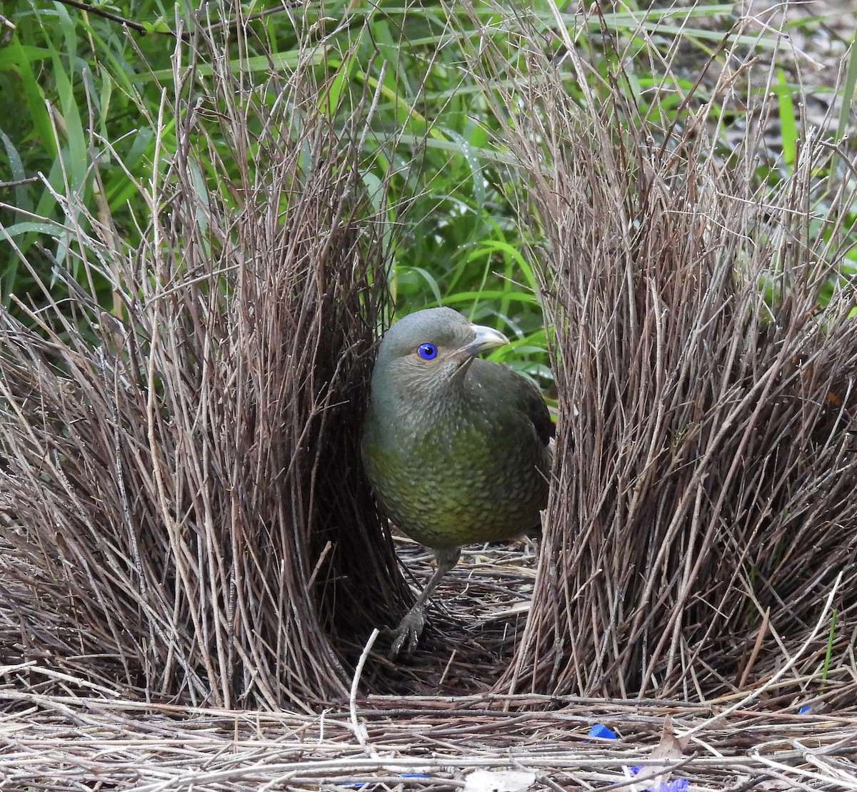 Satin Bowerbird - ML640946179