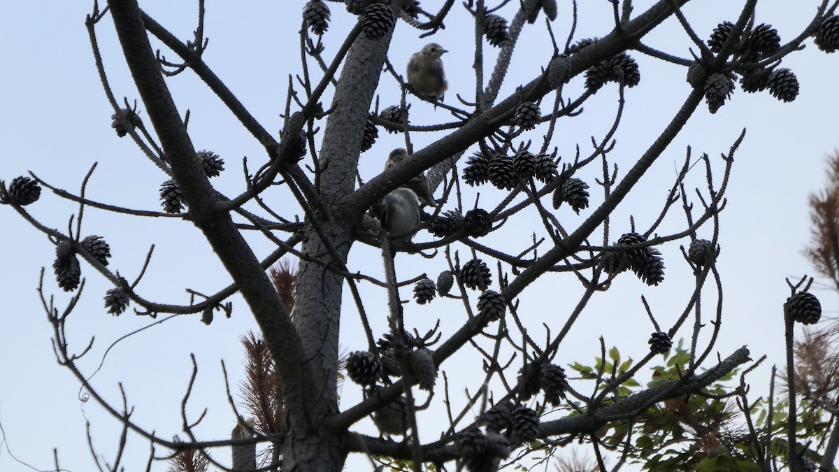 Chestnut-cheeked Starling - ML640946214