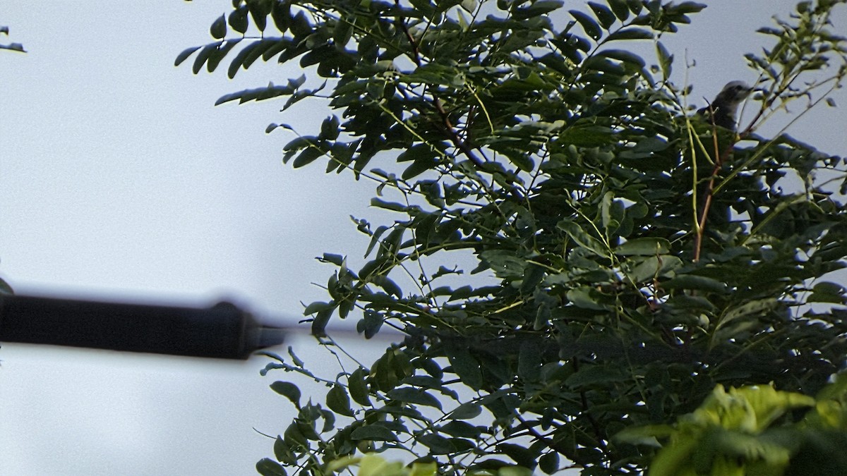 Chestnut-cheeked Starling - ML640946215