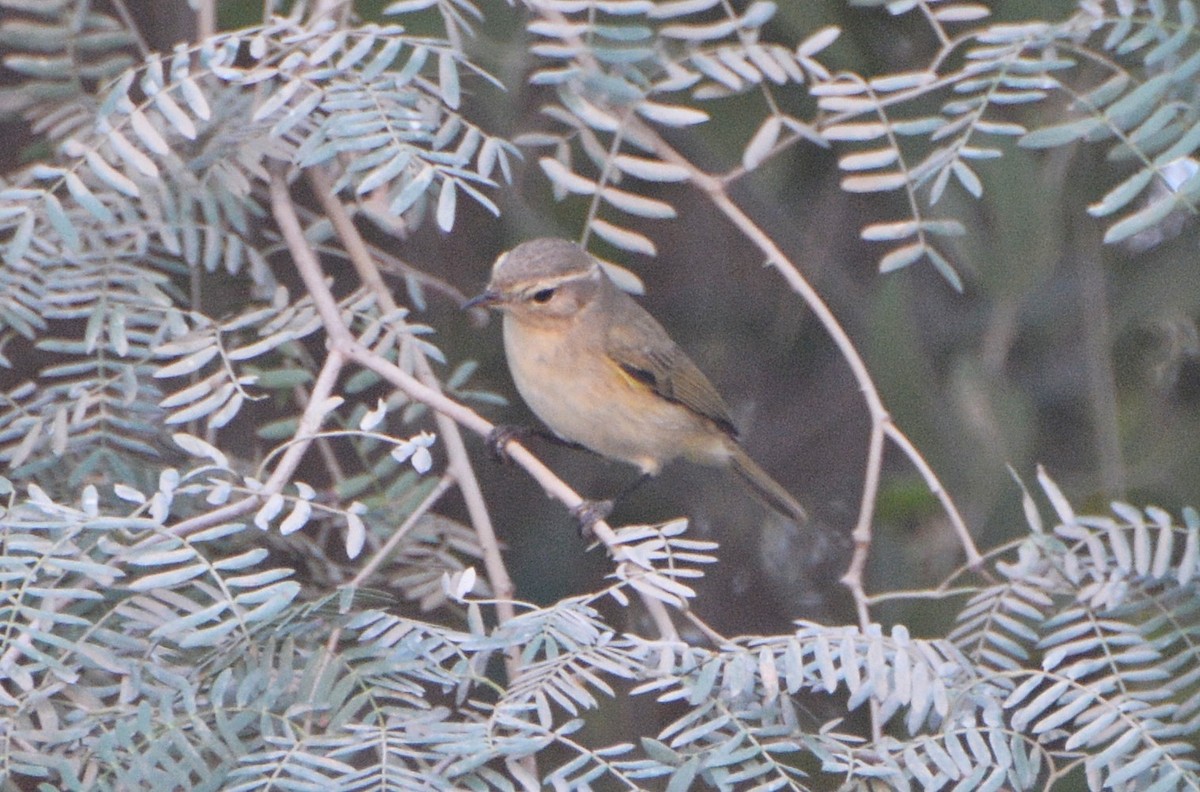 Common Chiffchaff - ML640946333