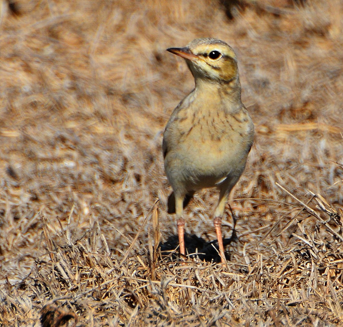 Tawny Pipit - ML640946360