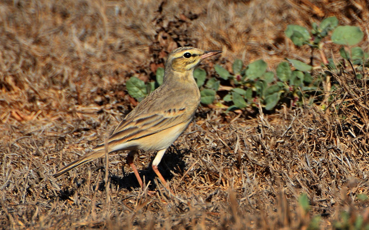 Tawny Pipit - ML640946361