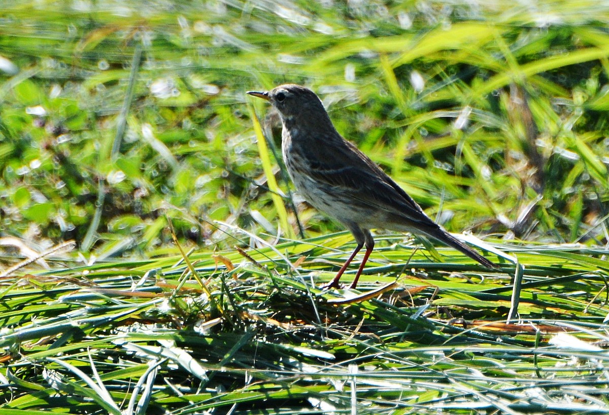 Water Pipit - ML640946393