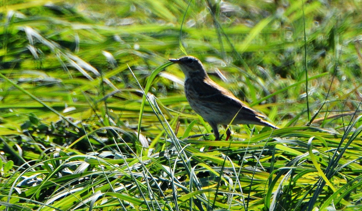 Water Pipit - ML640946394