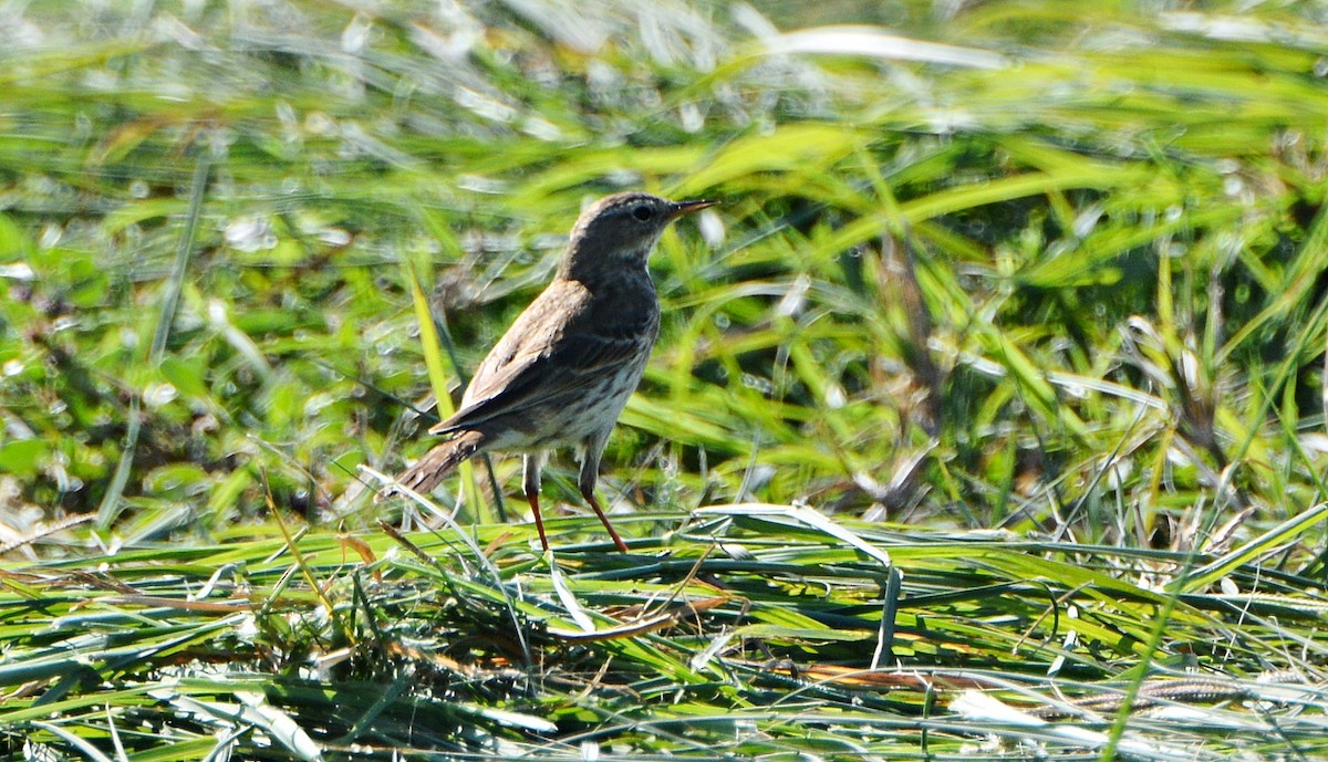 Water Pipit - ML640946395