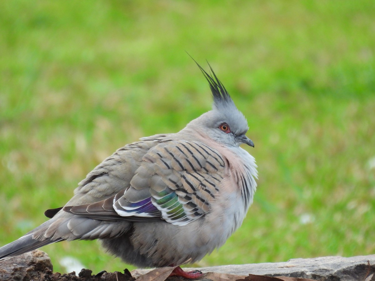 Crested Pigeon - ML640946397