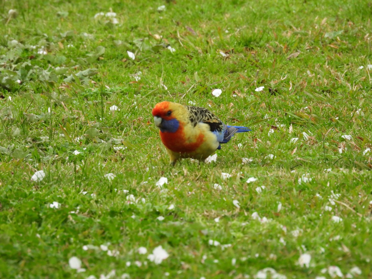 Crimson Rosella (Yellow) - ML640946406