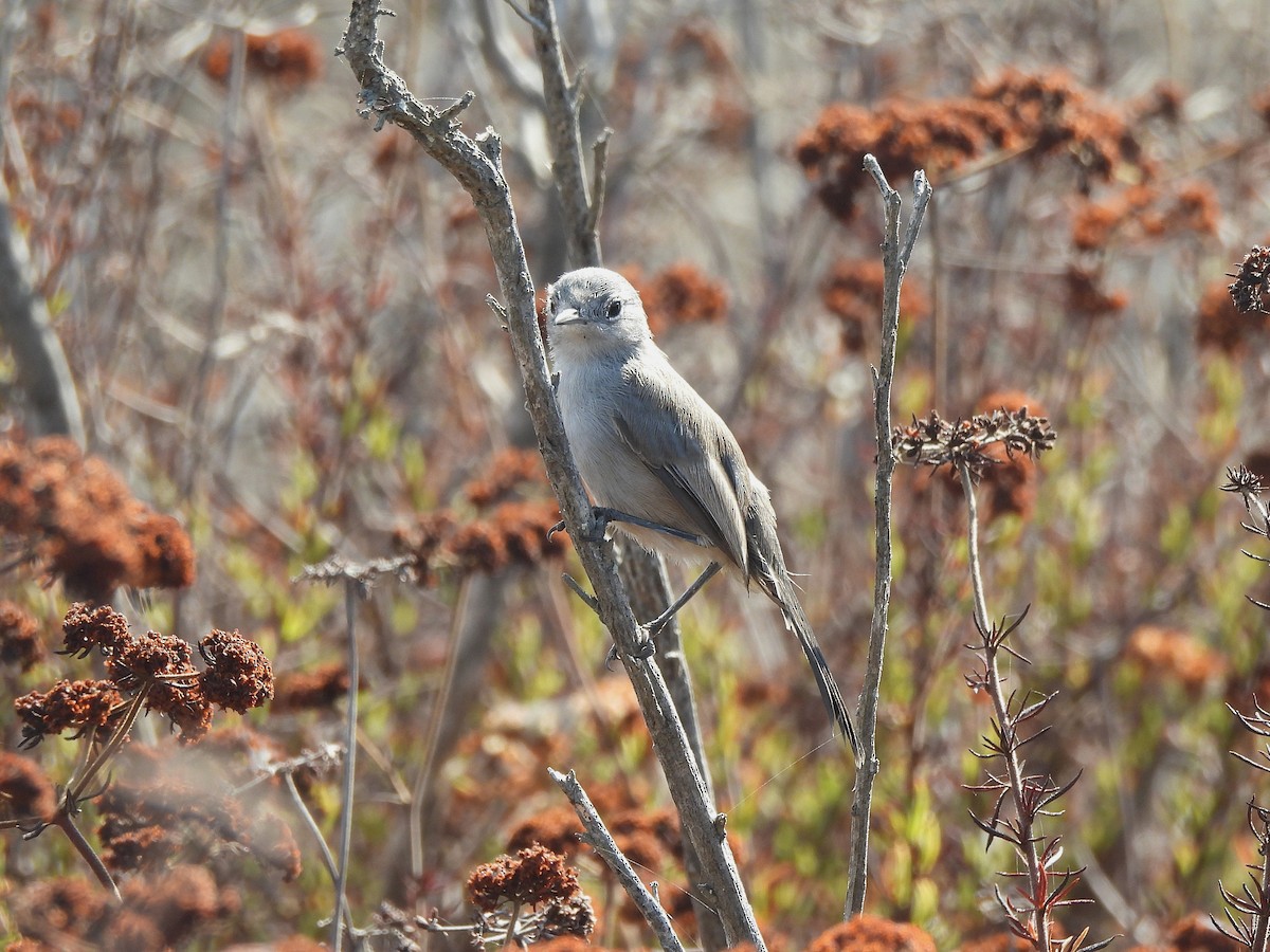 California Gnatcatcher - ML640946418