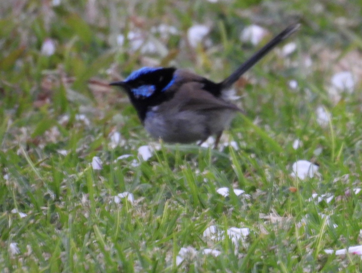 Superb Fairywren - ML640946420