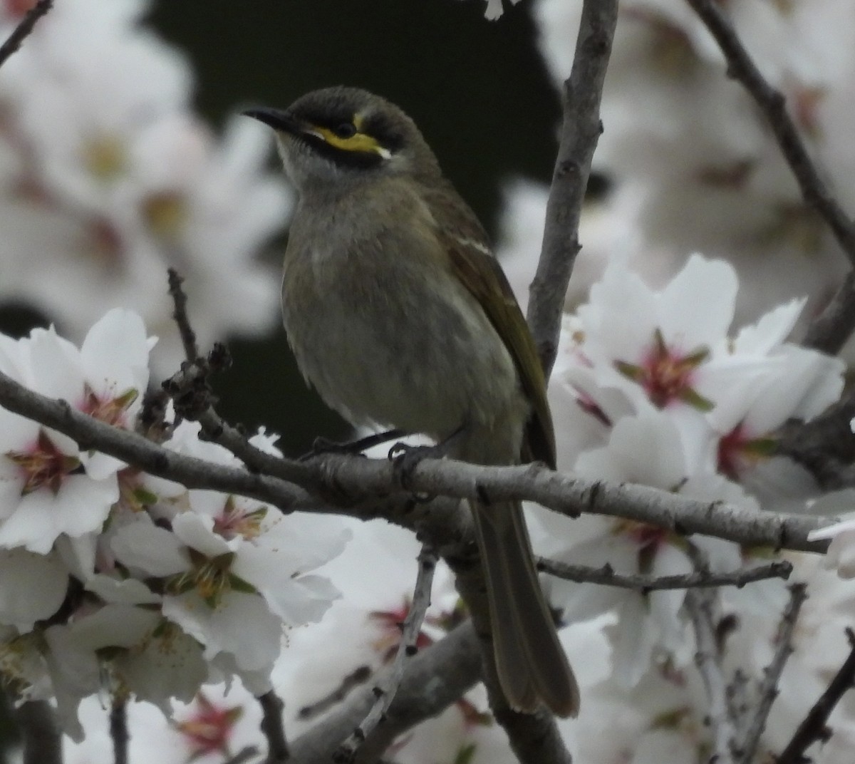 Yellow-faced Honeyeater - ML640946427