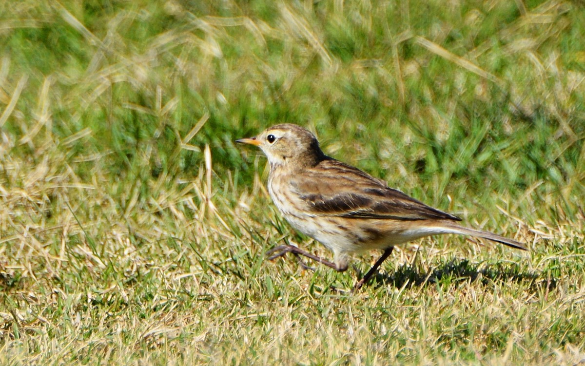 Water Pipit - ML640946428