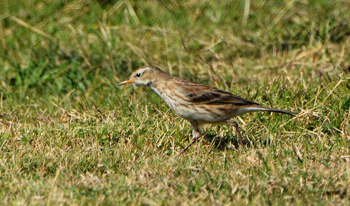 Water Pipit - ML640946429