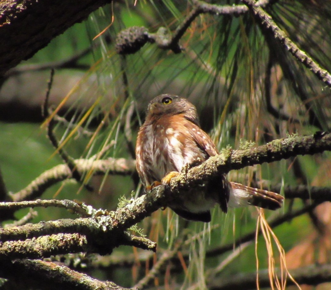 Northern Pygmy-Owl (Guatemalan) - ML640946439