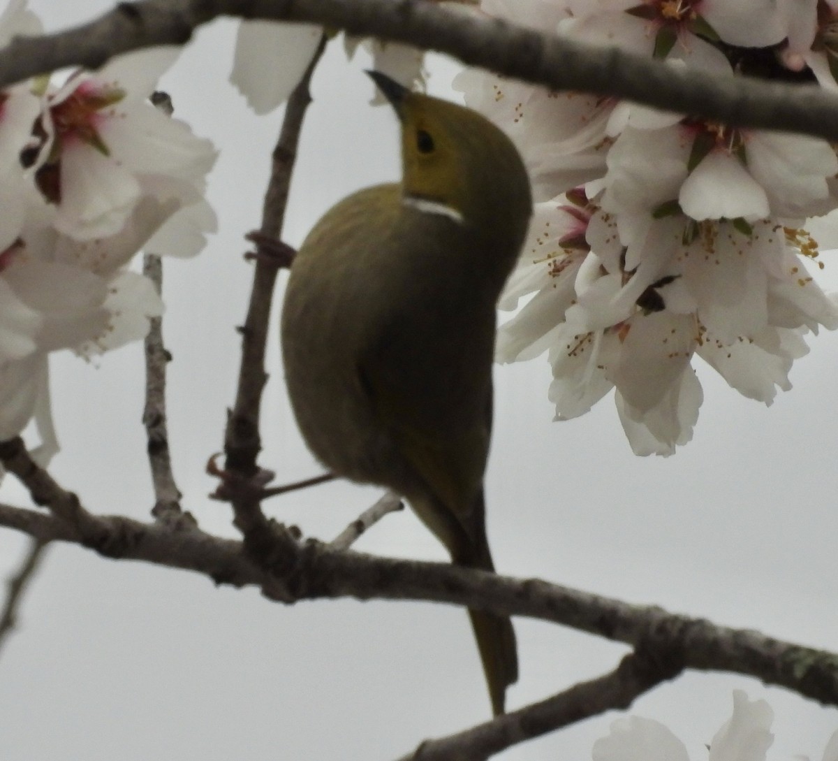White-plumed Honeyeater - ML640946443