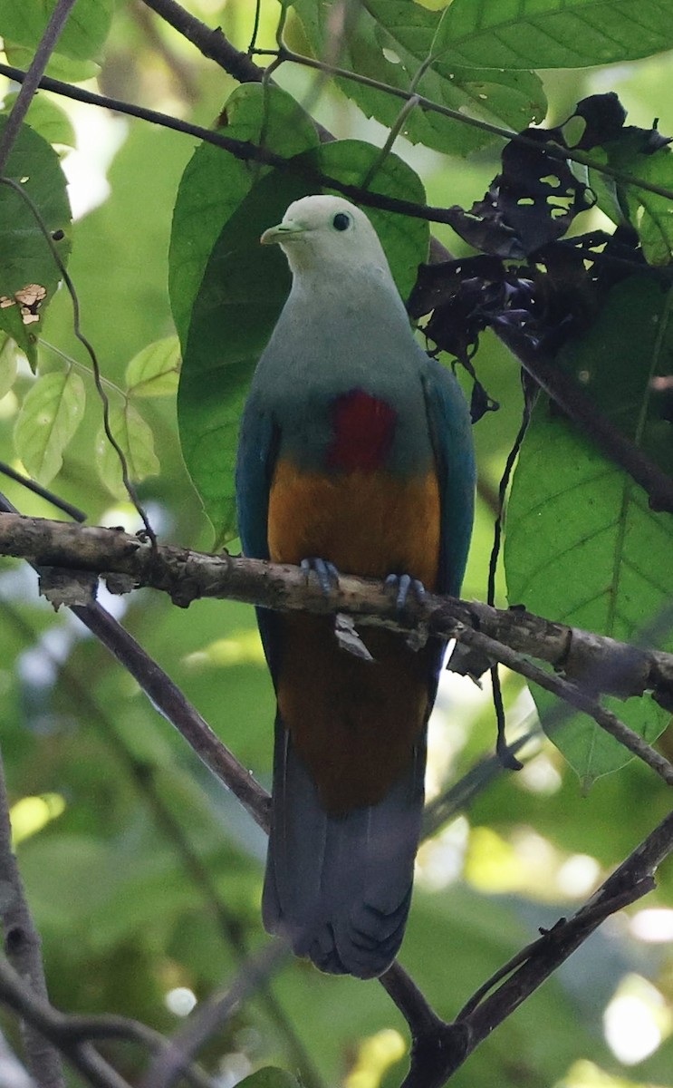 Scarlet-breasted Fruit-Dove - ML640946446