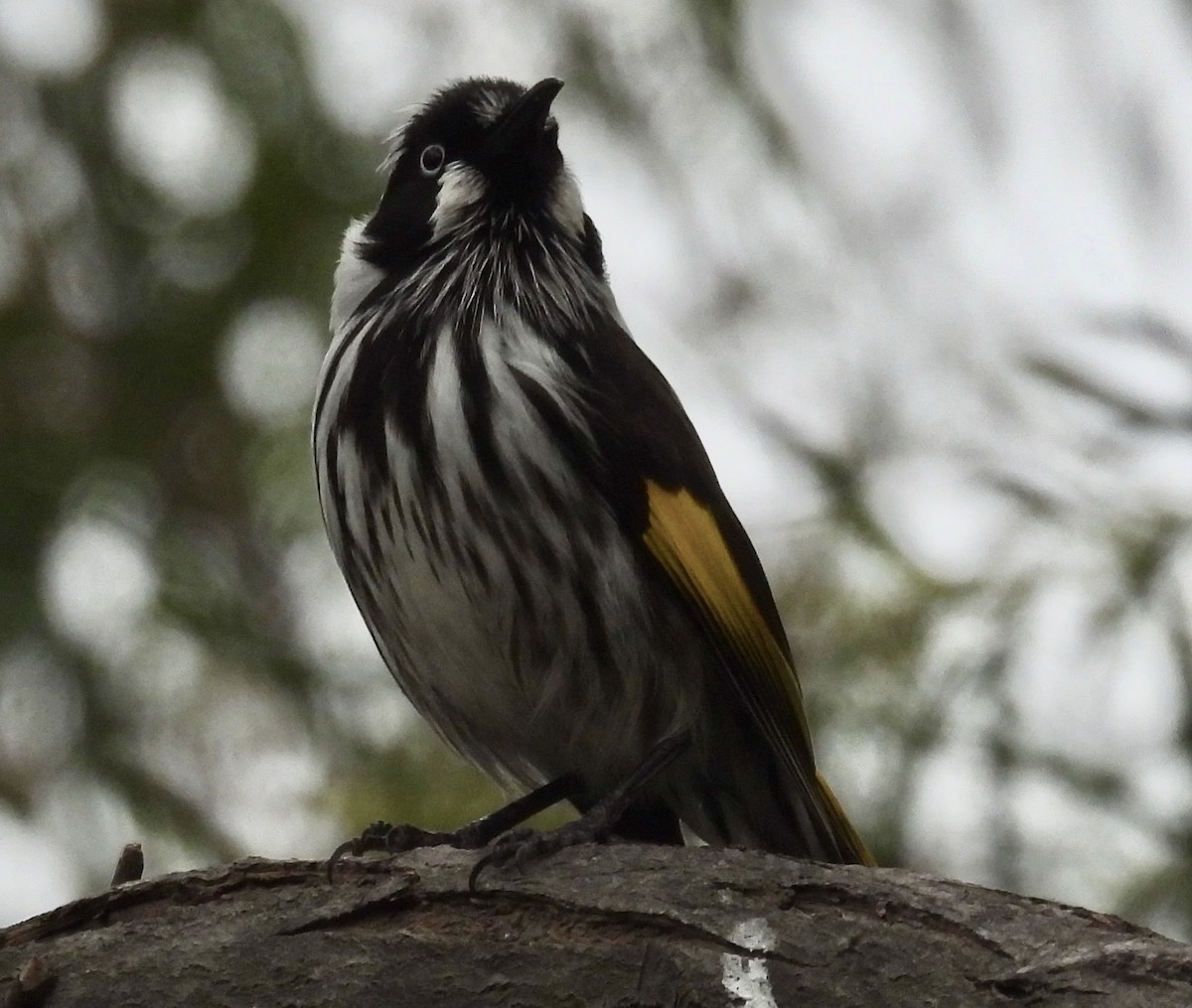 New Holland Honeyeater - ML640946456