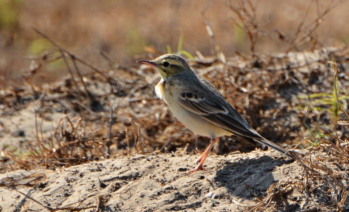 Tawny Pipit - ML640946486