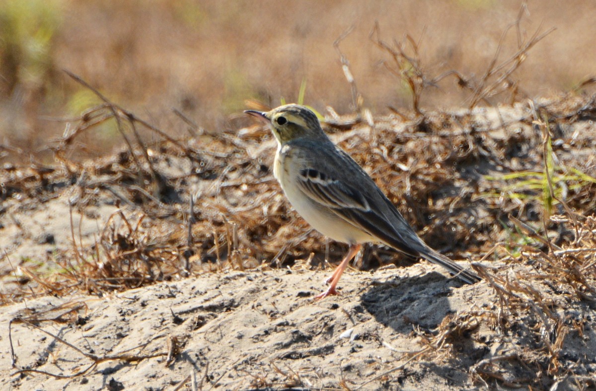 Tawny Pipit - ML640946487