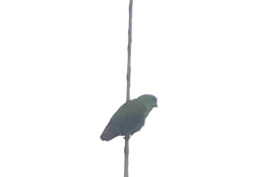 Moluccan Hanging-Parrot - ML640946490