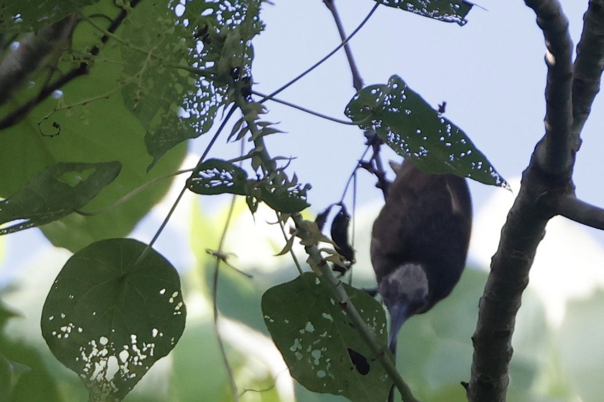 White-streaked Friarbird - ML640946494