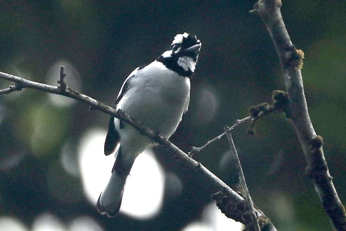 White-naped Monarch - ML640946519