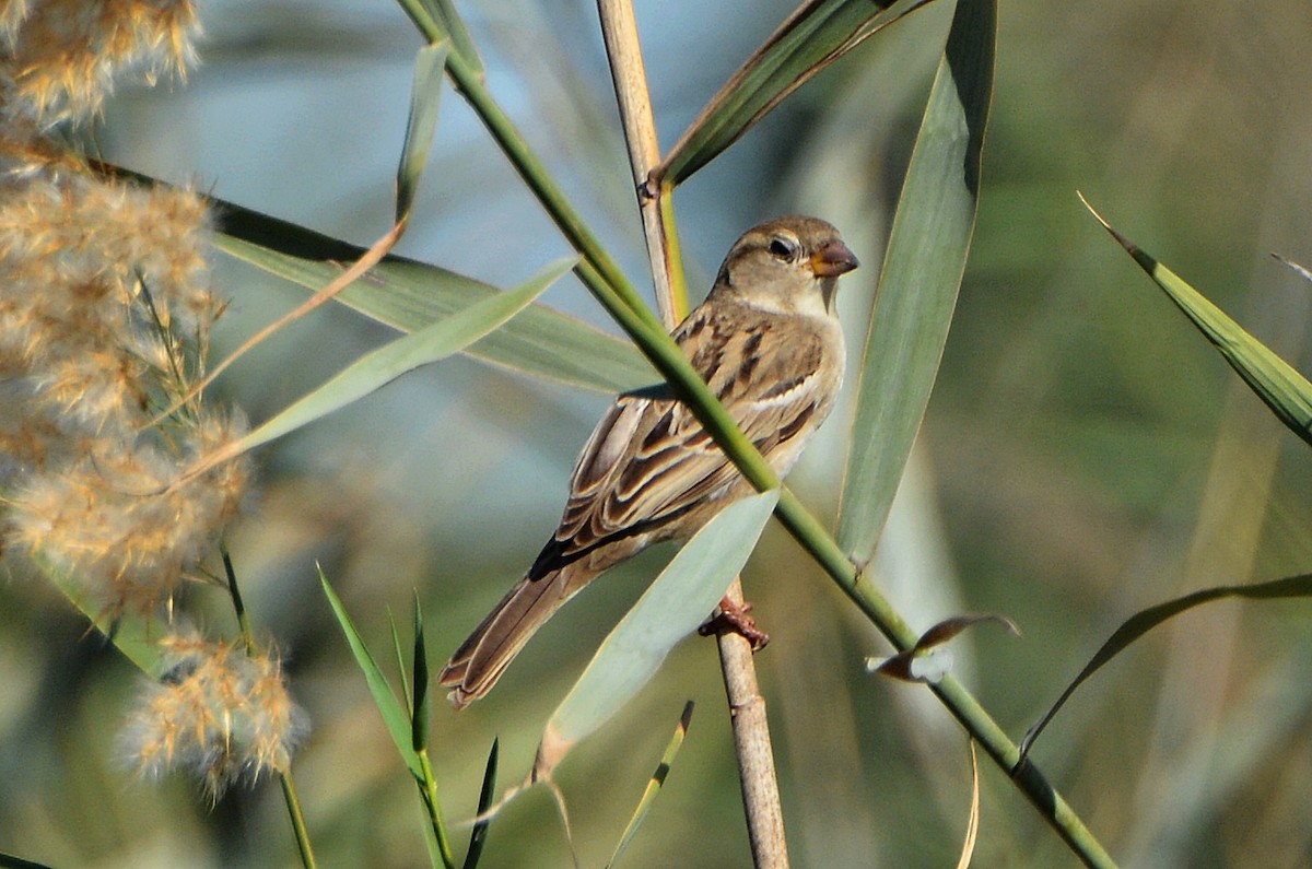 House Sparrow - ML640946533