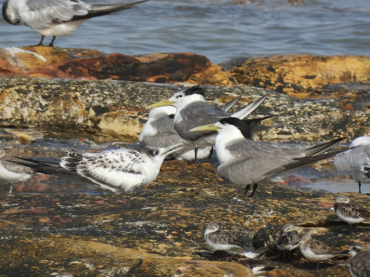 Eilseeschwalbe - ML640946541