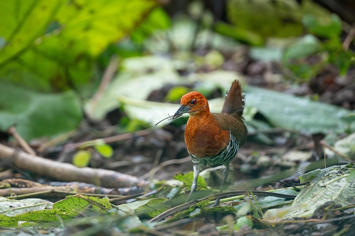 Slaty-legged Crake - ML640946542