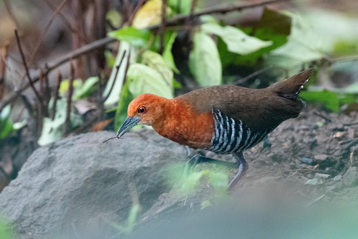 Slaty-legged Crake - ML640946544