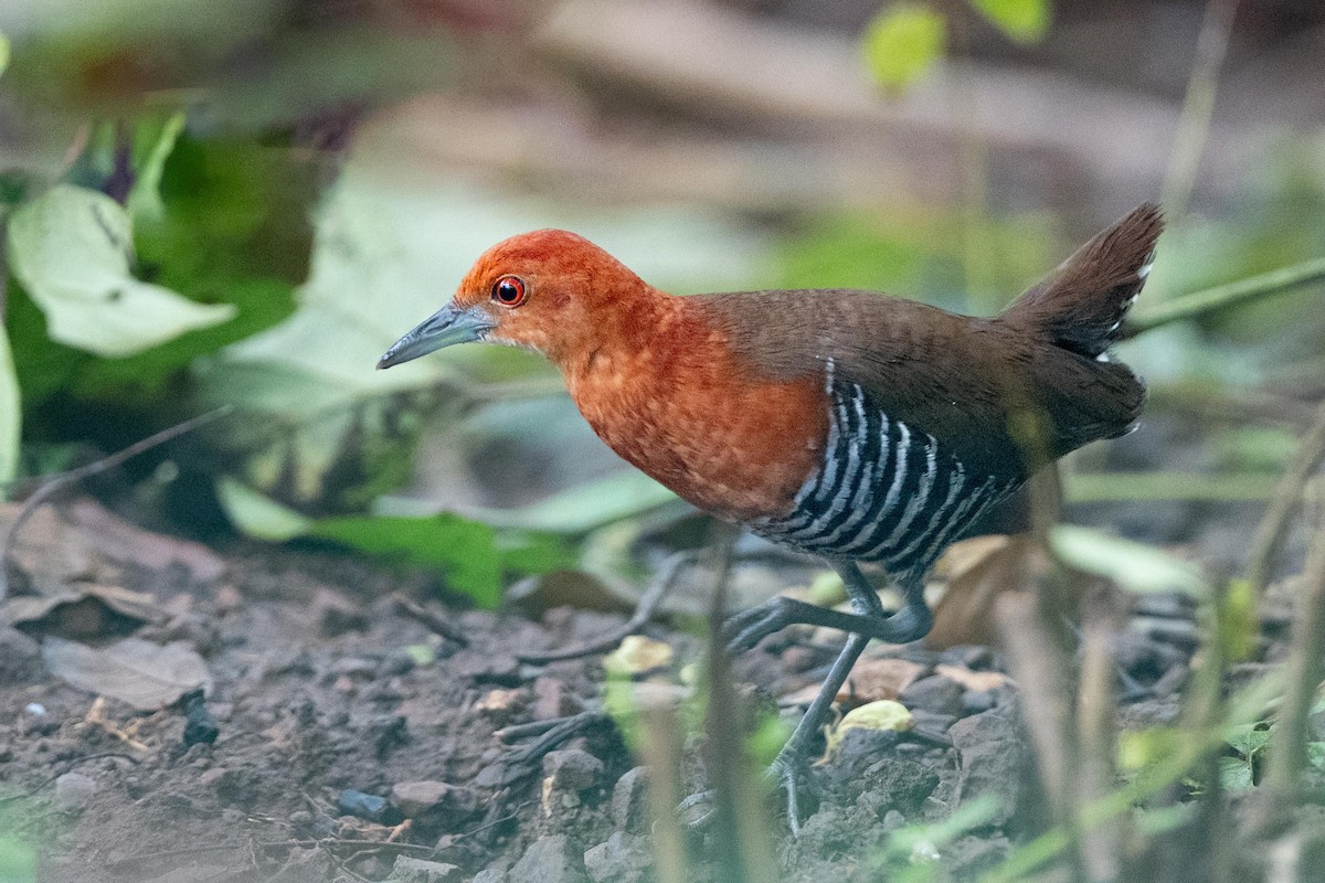 Slaty-legged Crake - ML640946545