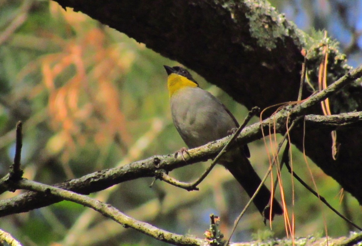 White-naped Brushfinch (Yellow-throated) - ML640946557