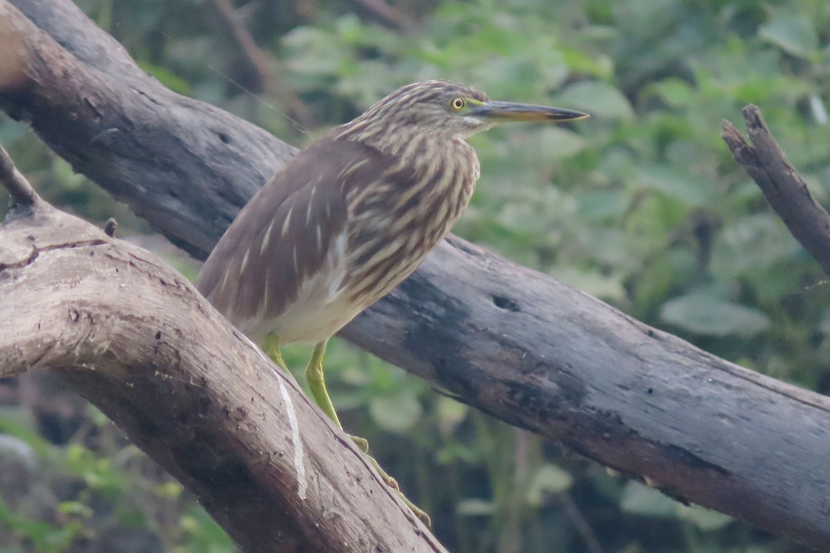 mangrovehegre - ML640946568