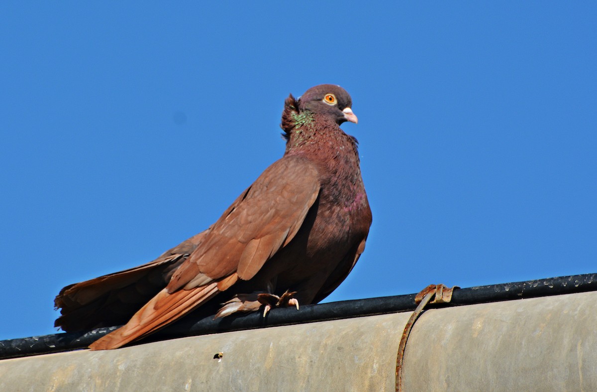 Rock Pigeon (Feral Pigeon) - ML640946571