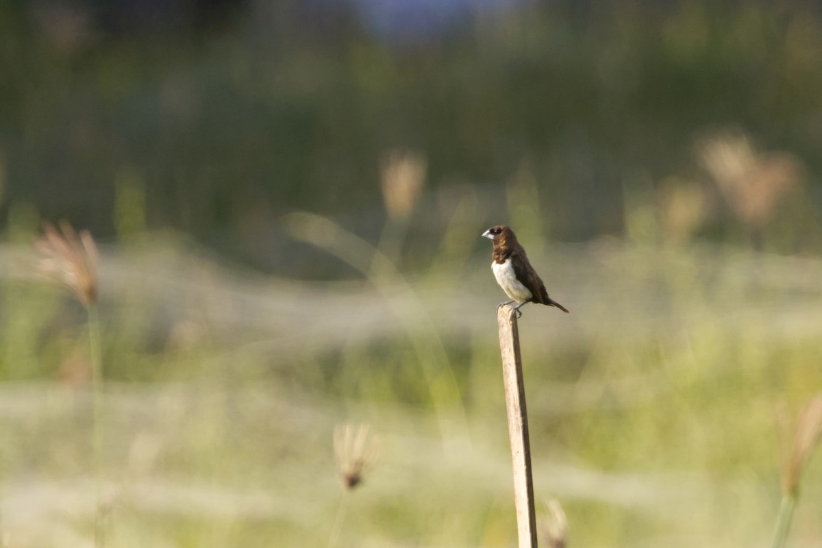 Javan Munia - ML640946577