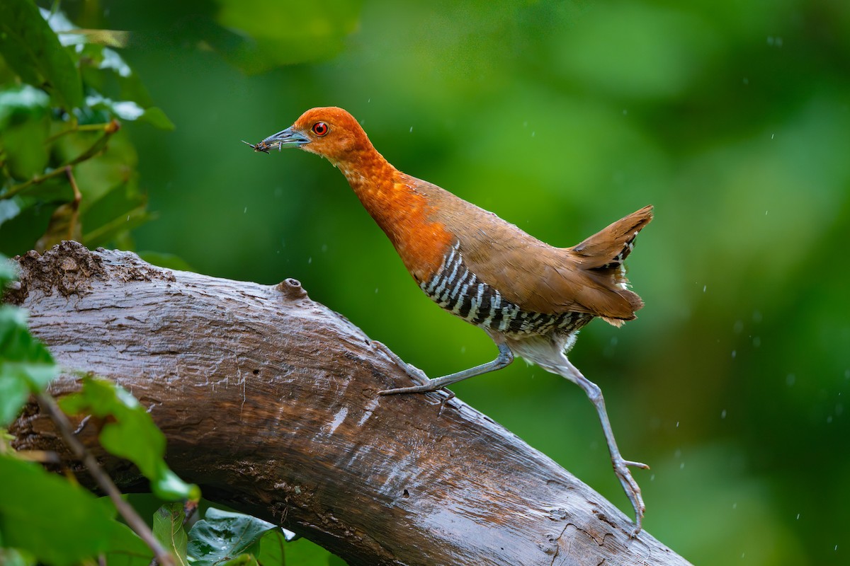 Slaty-legged Crake - ML640946594