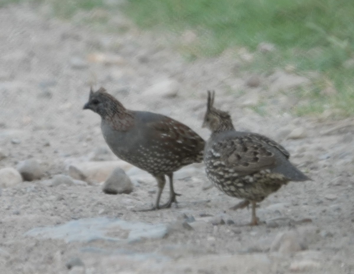 Elegant Quail - ML640946604