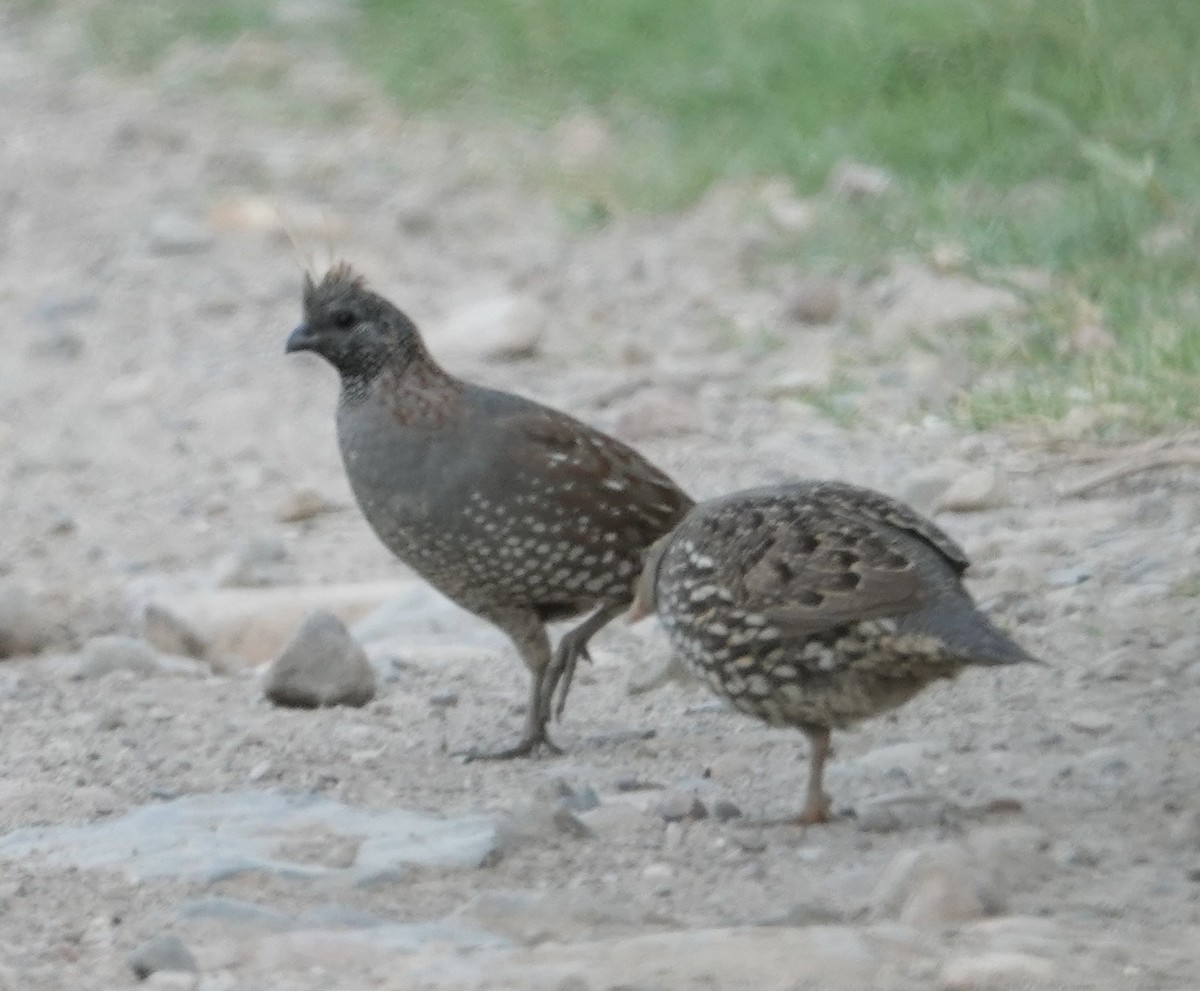 Elegant Quail - ML640946605