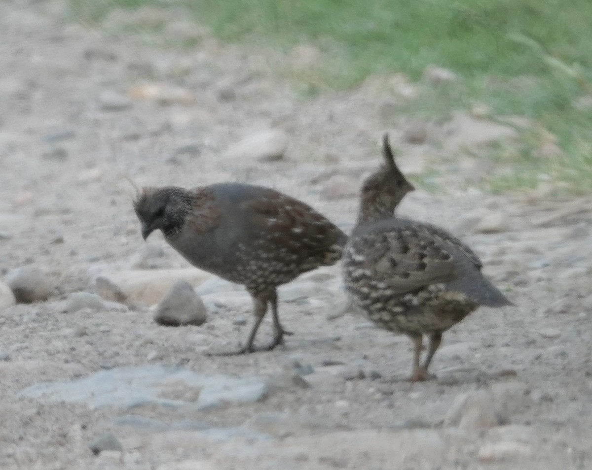Elegant Quail - ML640946606