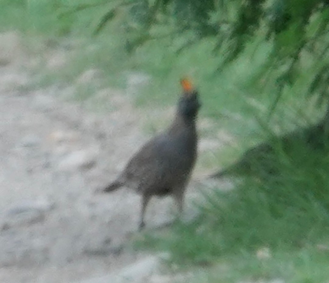 Elegant Quail - ML640946607