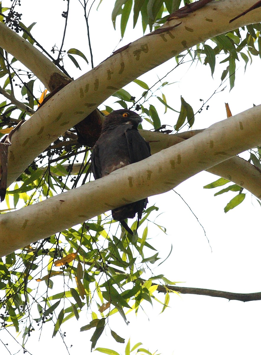 Bat Hawk - ML640946611