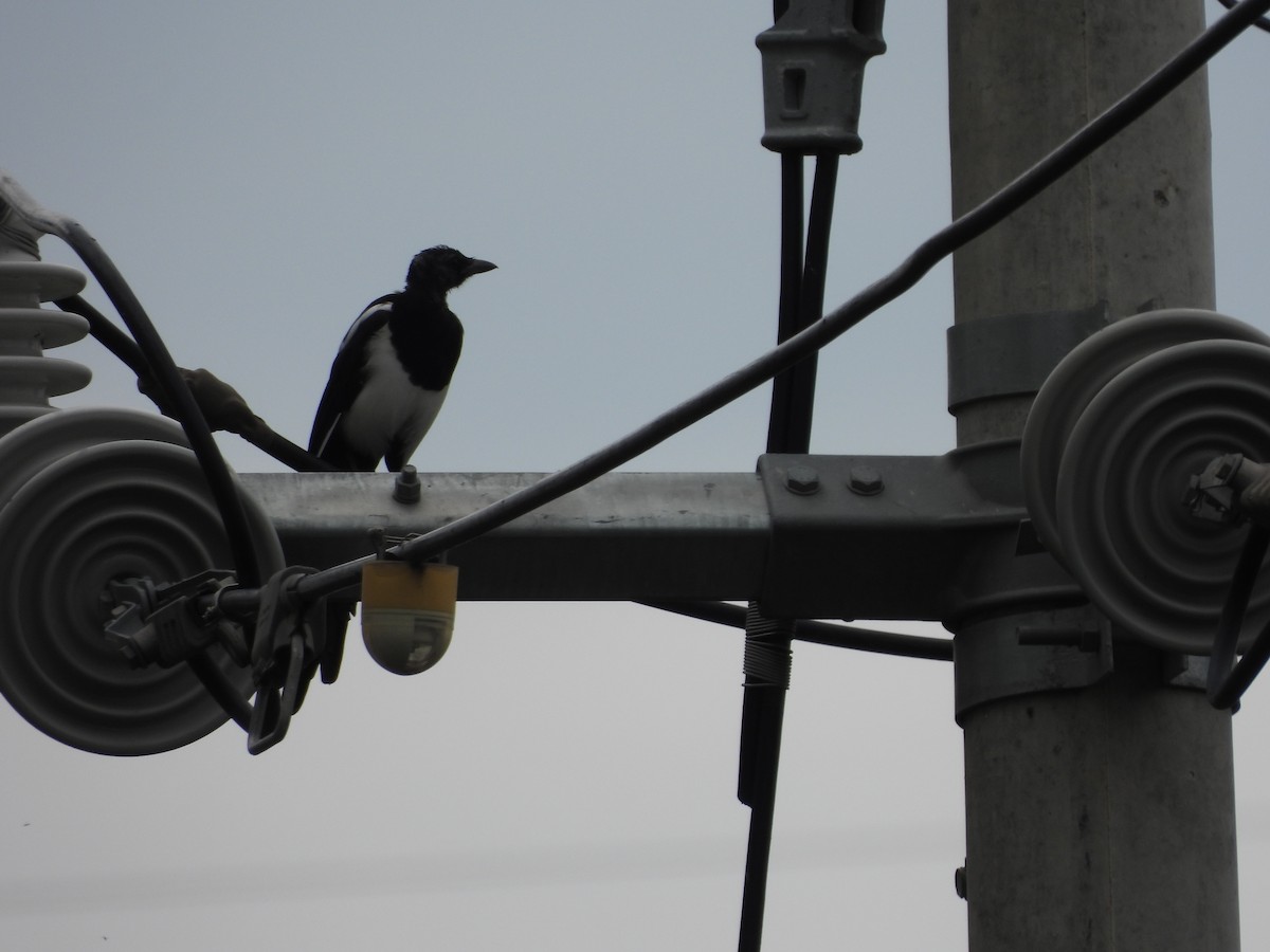 Oriental Magpie - ML640946613