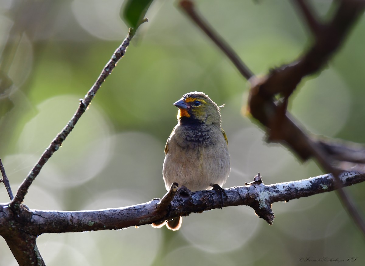 Yellow-faced Grassquit - ML640946614