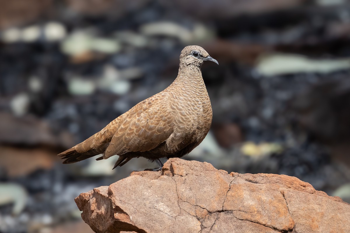 White-quilled Rock-Pigeon - ML640946638