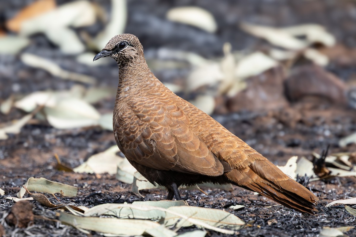 White-quilled Rock-Pigeon - ML640946639