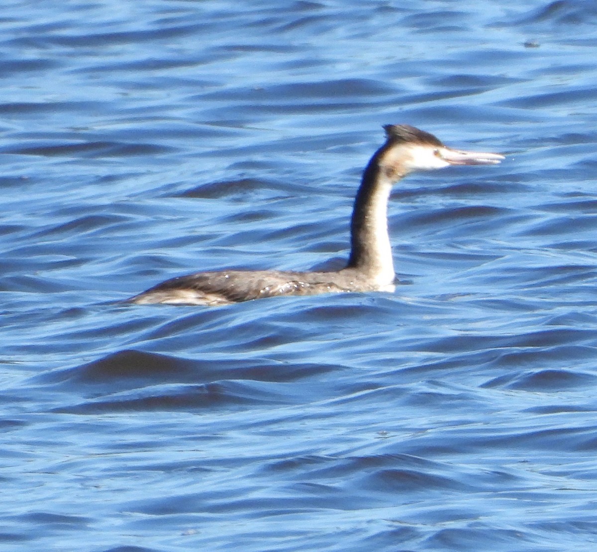 Great Crested Grebe - ML640946676
